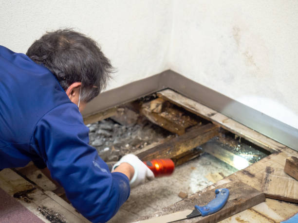 Best Mold Cleaning Services  in Donaldsonville, LA