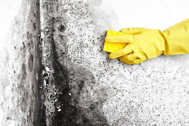 Best Local Mold Removal Service  in Donaldsonville, LA