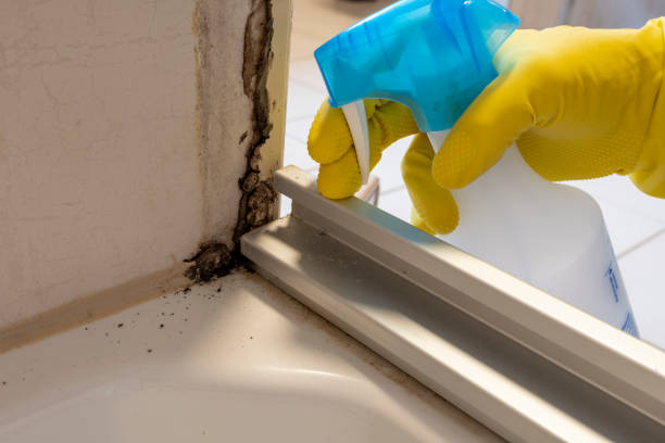 Best Home Mold Removal  in Donaldsonville, LA