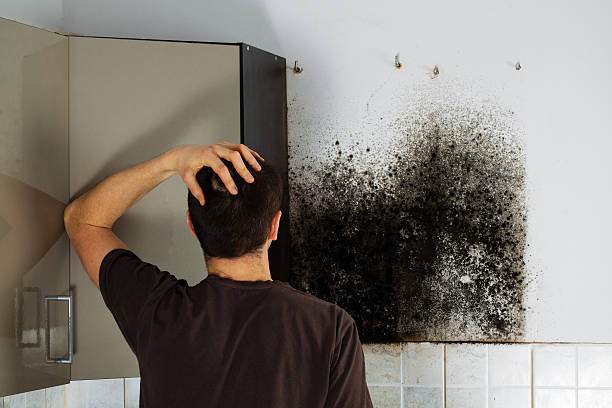 Best Attic Mold Removal  in Donaldsonville, LA