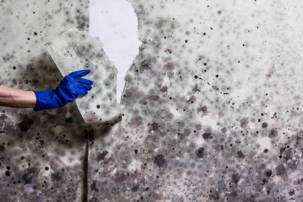 Certified Mold Removal in Donaldsonville, LA